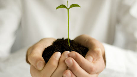 Plant in persons hands