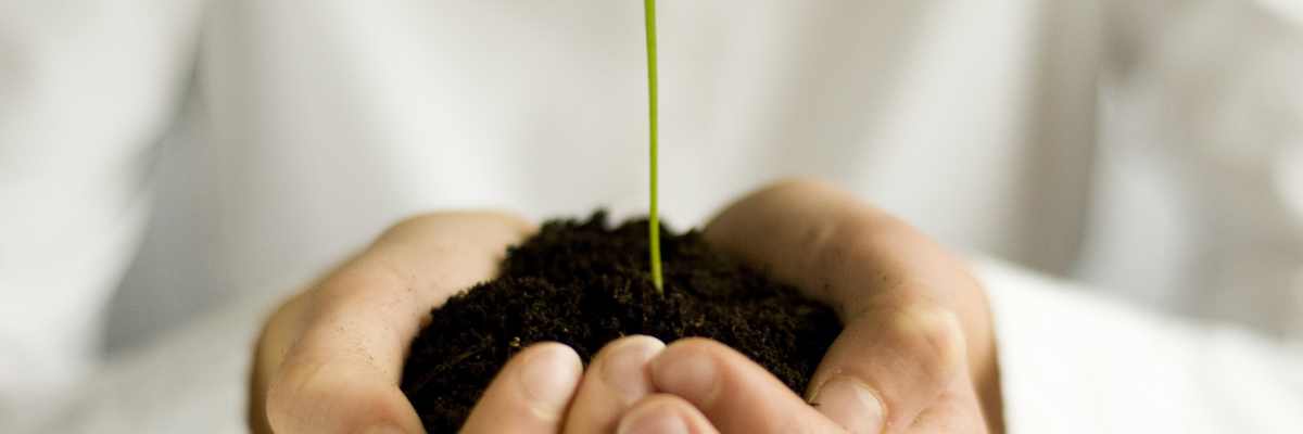 Plant in persons hands