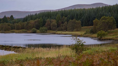Loch and woodland