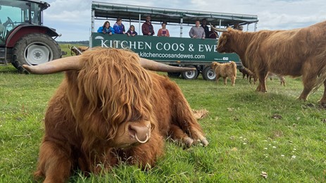 Highland Cows at Kitchen Coos and Ewes